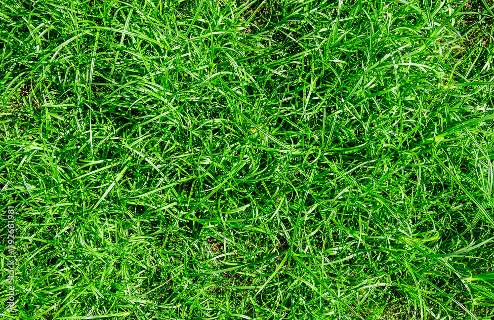 Green lawn, Backyard for background
