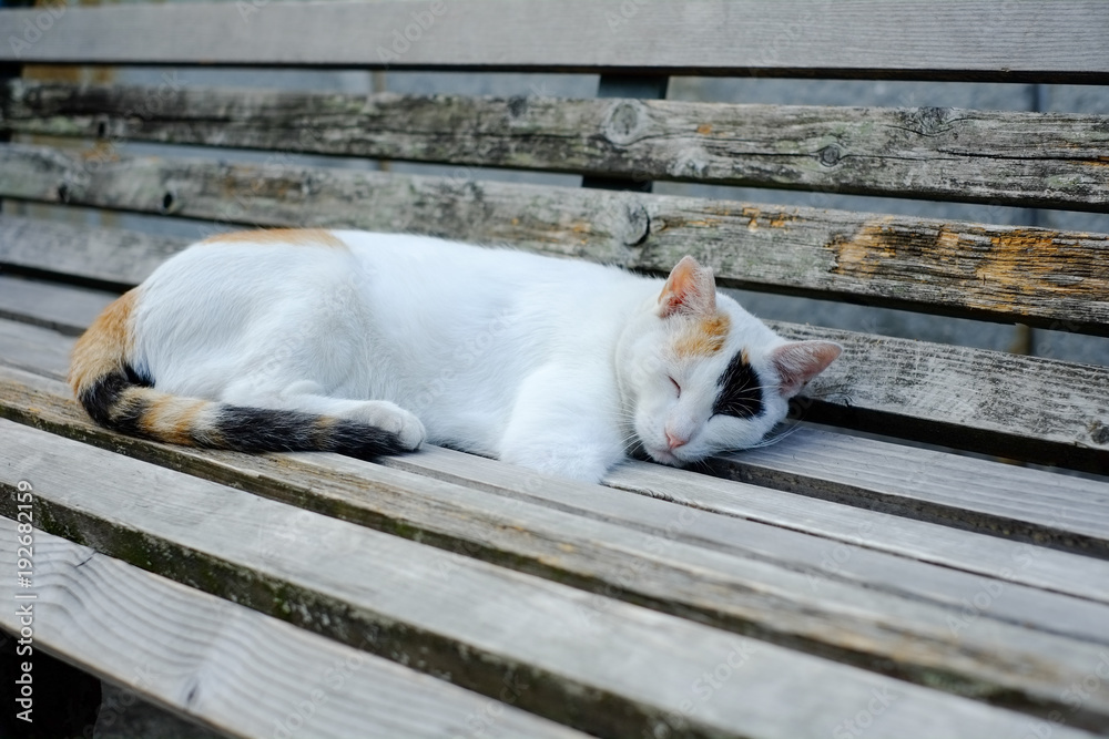 Fototapeta premium ベンチに寝そべる猫