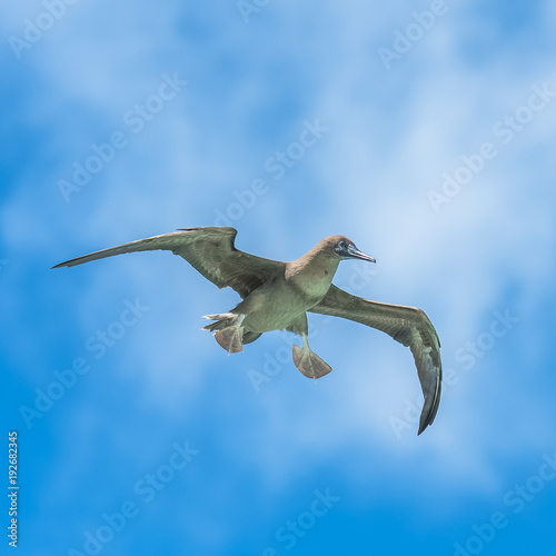 Brown booby, funny exotic bird flying in French Polynesia
 photo
