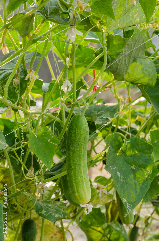 Obraz premium Fresh Cucumber Plant
