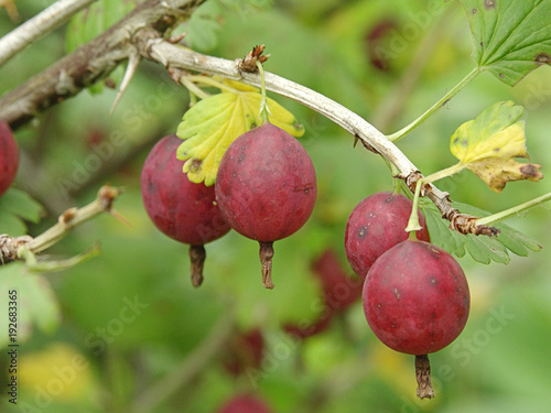 Fresh berries of gooseberry on a branch. Autumn in the orchard