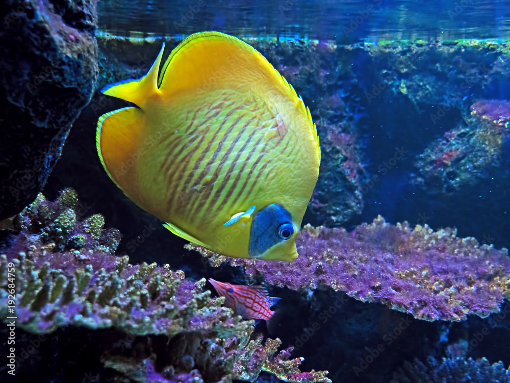 Obraz premium Yellow Sea Fish with Coral Isolated on Nature Background