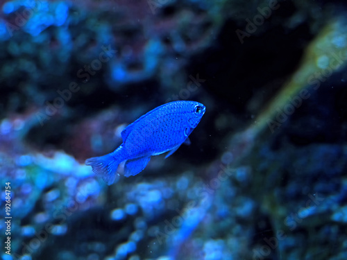 Blue Sea Fish Isolated on Blurred Coral Reef Background