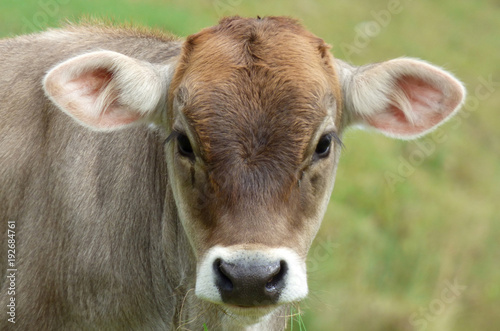 Cow portrait © mferi