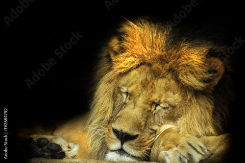 Fototapeta Naklejka Na Ścianę i Meble -  Detail face lion in sleep with black shine.
