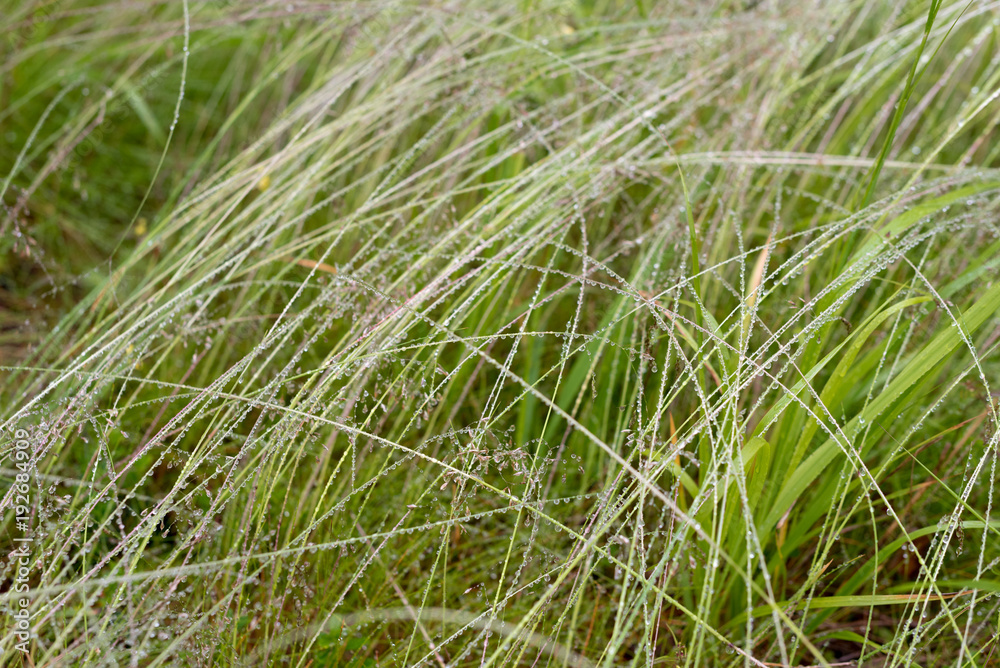 Wet hay and water drops Wet hay and water drops