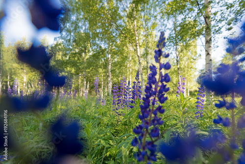 Purple and lila lupine meadow, summer in Finland photo