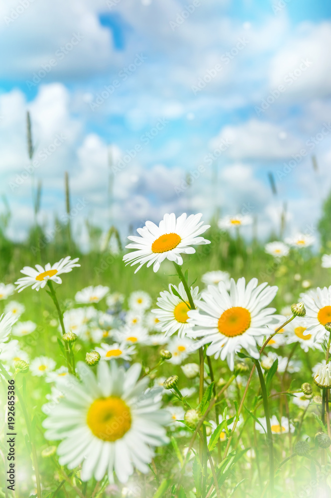 Naklejka premium Summer bright landscape with beautiful wild flowers camomiles. Daisies in the field.