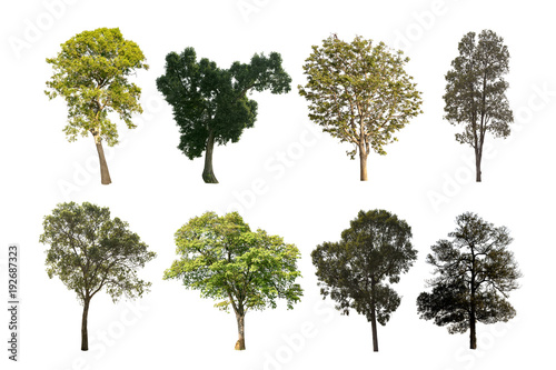 Tree group isolated on white background.