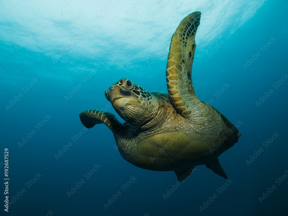 Obraz premium Green turtle