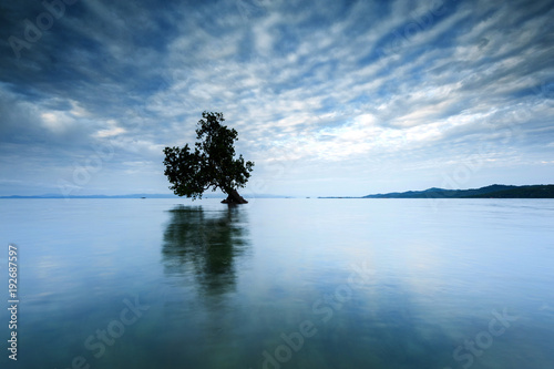 isolated lone tree grown in the water at Kudat Beach, Sabah Malaysia. © udoikel09