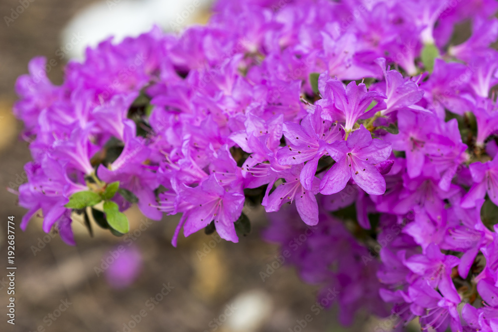 Lila Blüten einer Azalee im Garten im Frühling StockFoto Adobe Stock