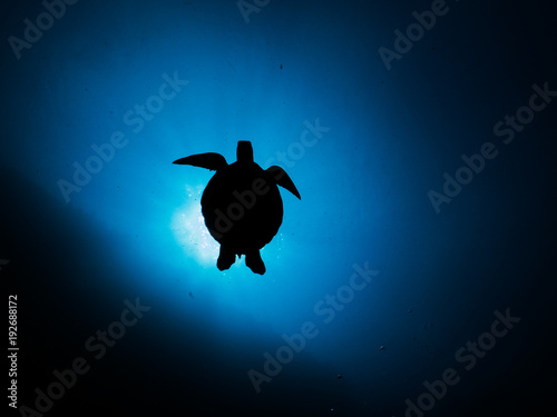 Εκτύπωση καμβά Green turtle silhouette