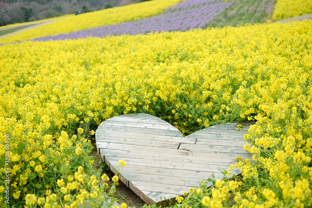あわじ花さじき 菜の花畑 兵庫県淡路市 Stock Photo Adobe Stock あわじ花さじき 菜の花畑 兵庫県淡路市 Stock Photo Adobe Stock