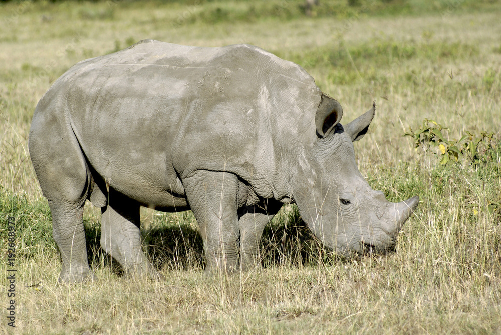 Young white rhinoceros in Nakuru National Park, Kenya Young white rhinoceros in Nakuru National Park, Kenya