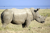 White rhinoceros in Nakuru National Park, Kenya