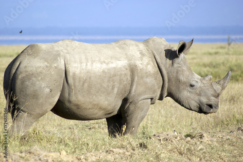 White rhinoceros in Nakuru National Park  Kenya