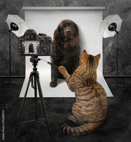 The cat takes pictures of a big dog in his photo studio. photo