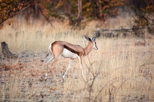 Antilope che corre