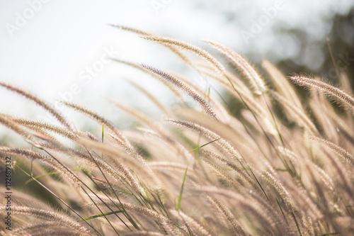 flower grass in summer