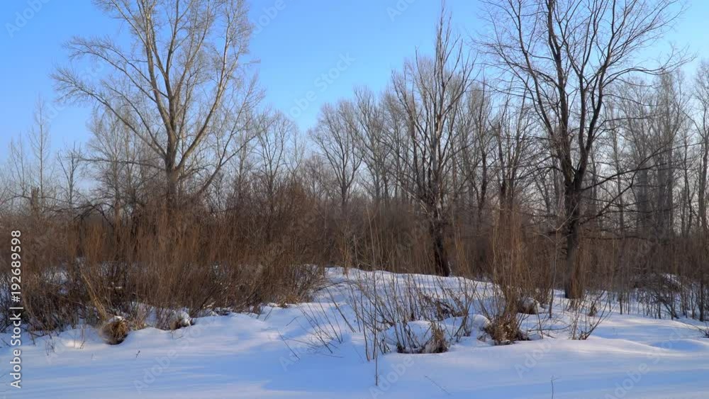 Trees and bushes without leaves in the winter forest Trees and bushes without leaves in the winter forest