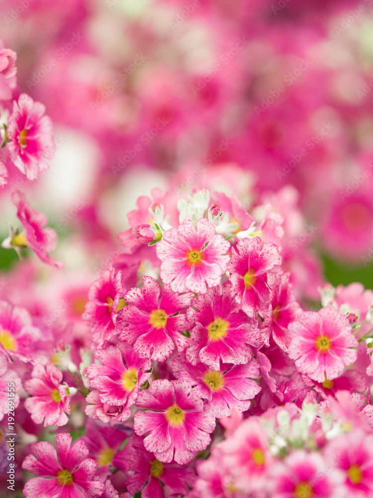 Obraz premium プリムラ・マラコイデス