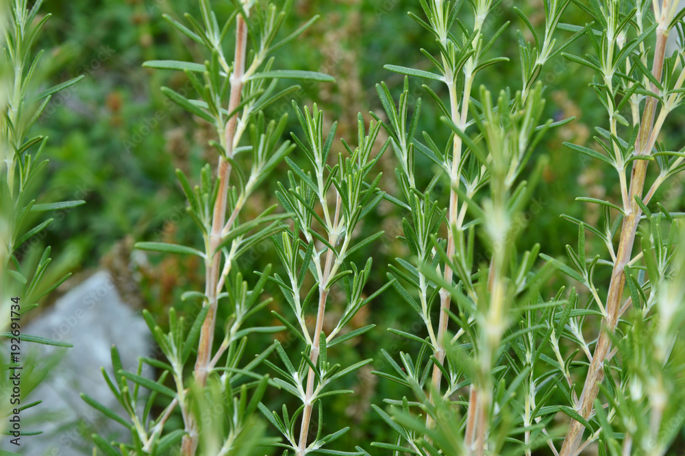 Rosemary Rosemary