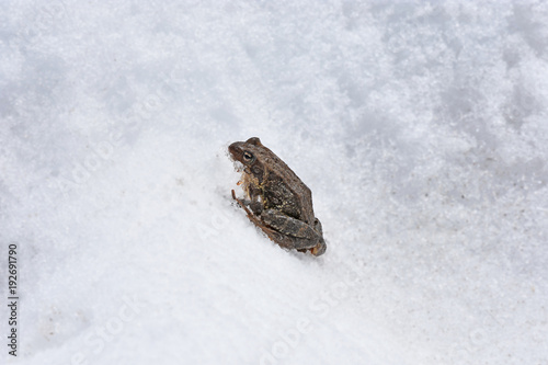 Wallpaper Mural Brown frog in snow. European Alps Torontodigital.ca