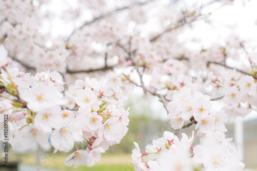 桜 © TAKERU INOUE