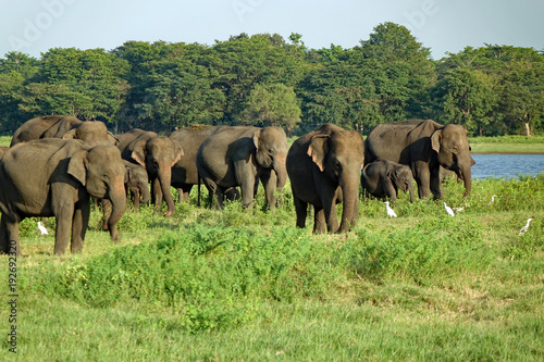 Troupeau d'éléphants sauvages au Sri Lanka
