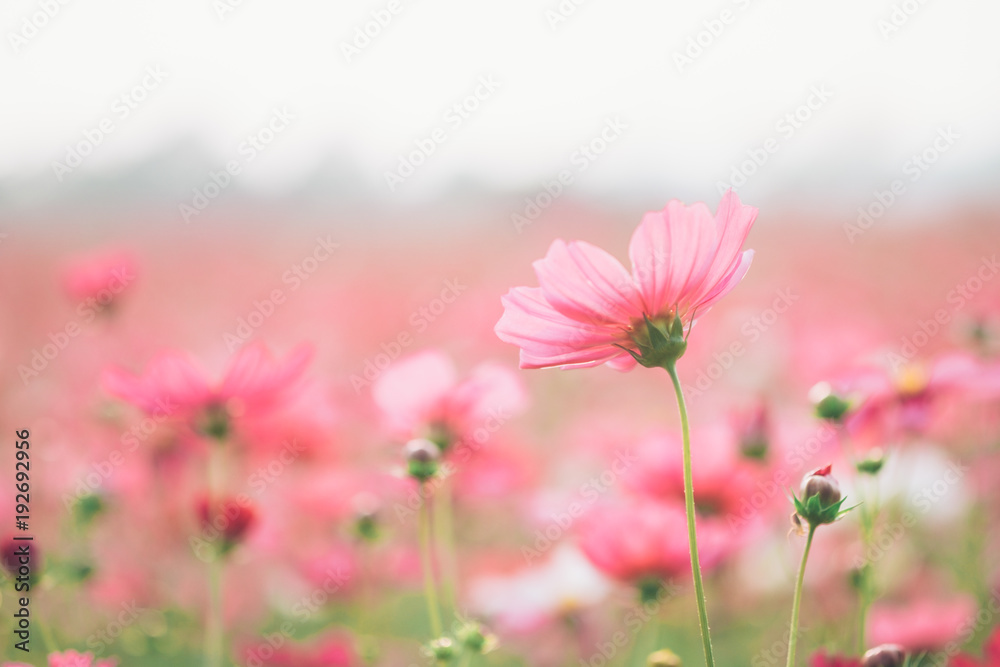 Cosmos flowers on sunlight and clear sky.