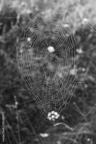 details icon, macro photography, spiderweb