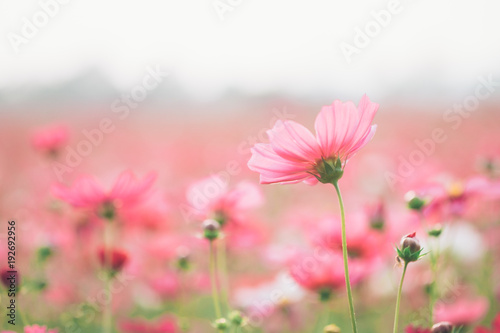 Cosmos flowers on sunlight and clear sky. © ijeab
