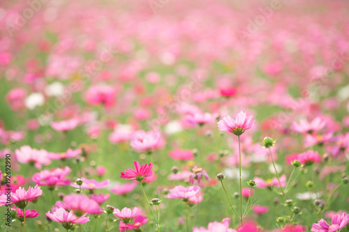 Cosmos flowers on sunlight and clear sky. © ijeab