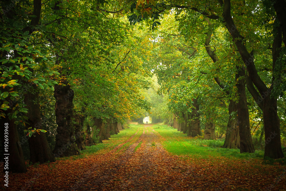 Fototapeta premium Woodland walk into autumn.