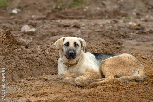 A dirty dog in a collar lies on the sand