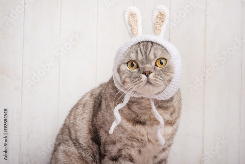Fototapeta Naklejka Na Ścianę i Meble -  Scottish cat in hat