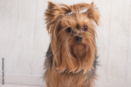 Yorkshire Terrier 