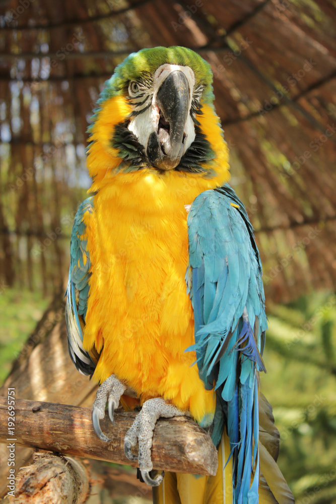 Ara Papagei Zunge Stock-Foto | Adobe Stock