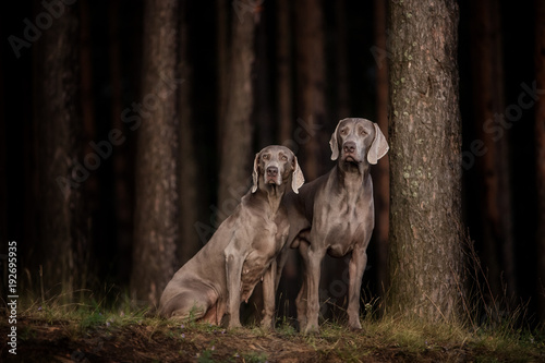 Photography Two Weimaraner dogs behind a tree in a dark fairytale forest