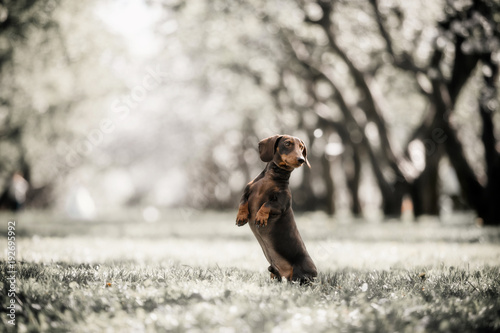 dachshund dog jumps up photo