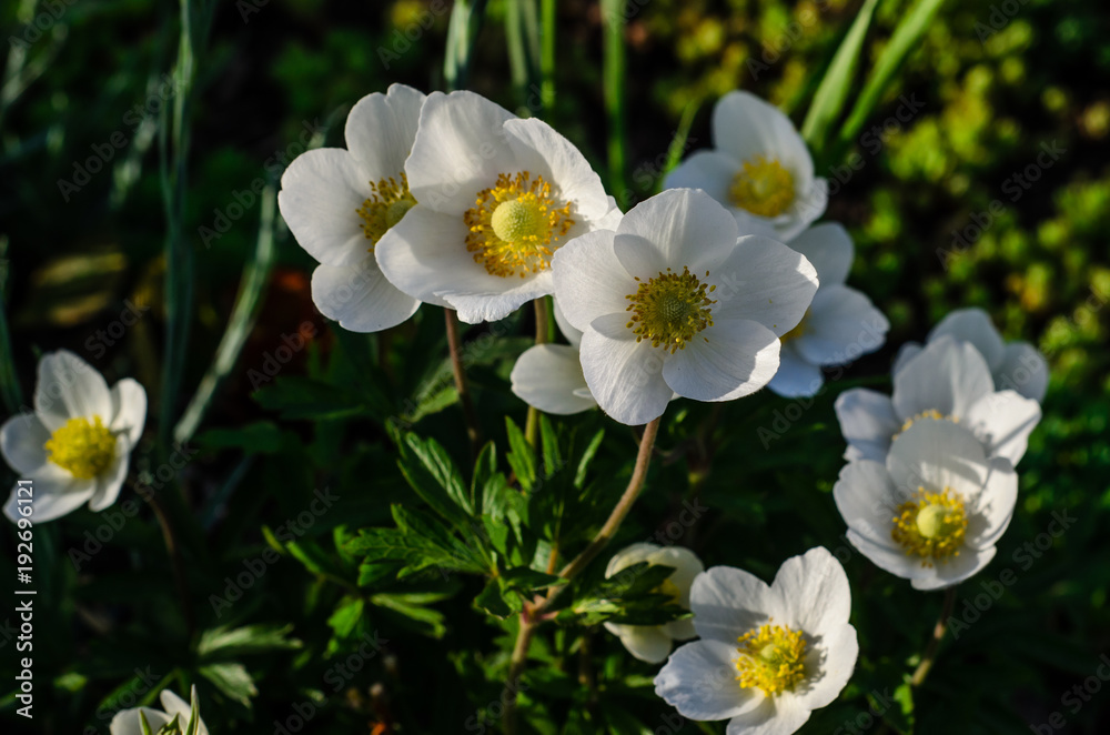 White anemone blossoming on spring White anemone blossoming on spring