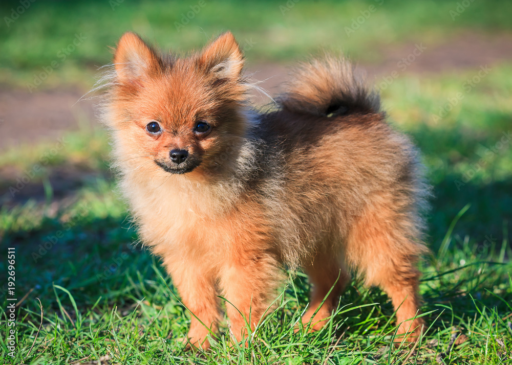 Spitz nain ou Loulou de Poméranie Stock Photo | Adobe Stock