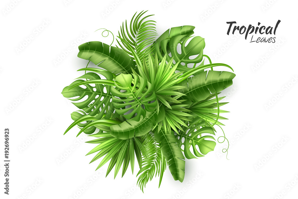 Naklejka premium Vector realistic tropical leaves exotic vacation