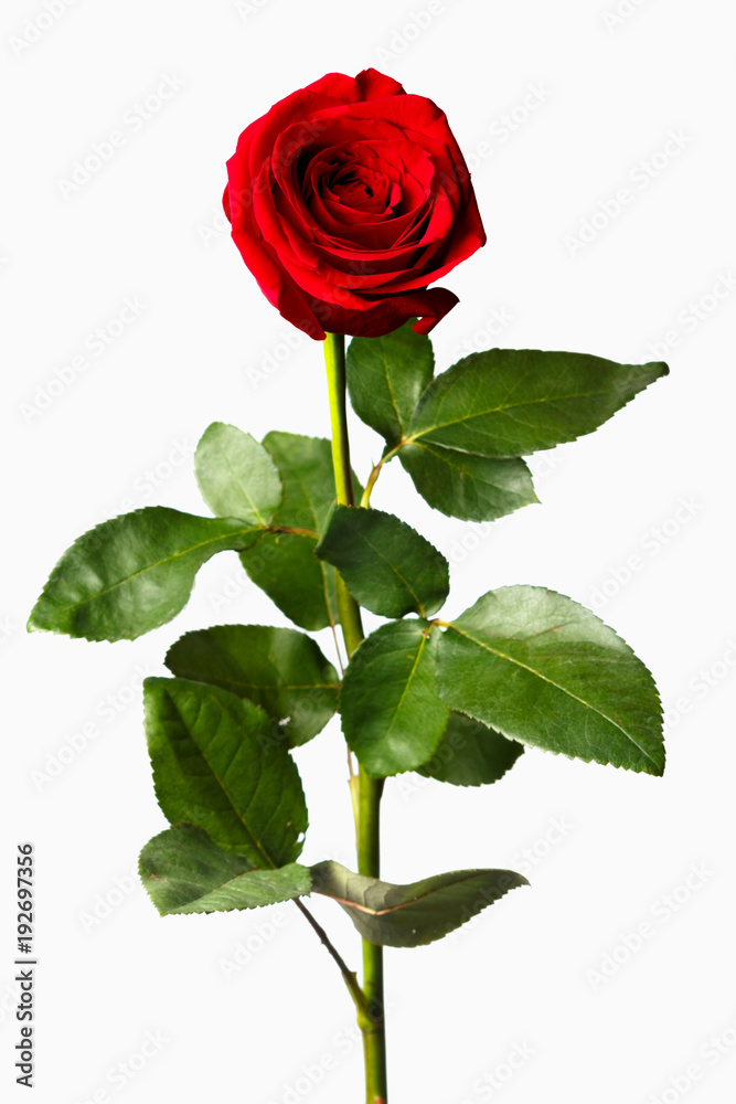 Obraz premium flower of a red rose on a white background isolate
