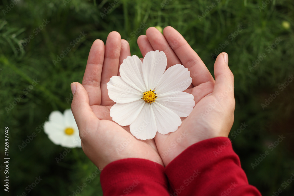 Beautiful white cosmos flower on hand Beautiful white cosmos flower on hand
