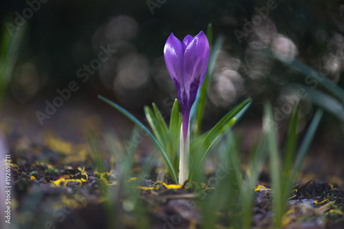 Macro of a violet crocus in springtime. Bokeh background. 