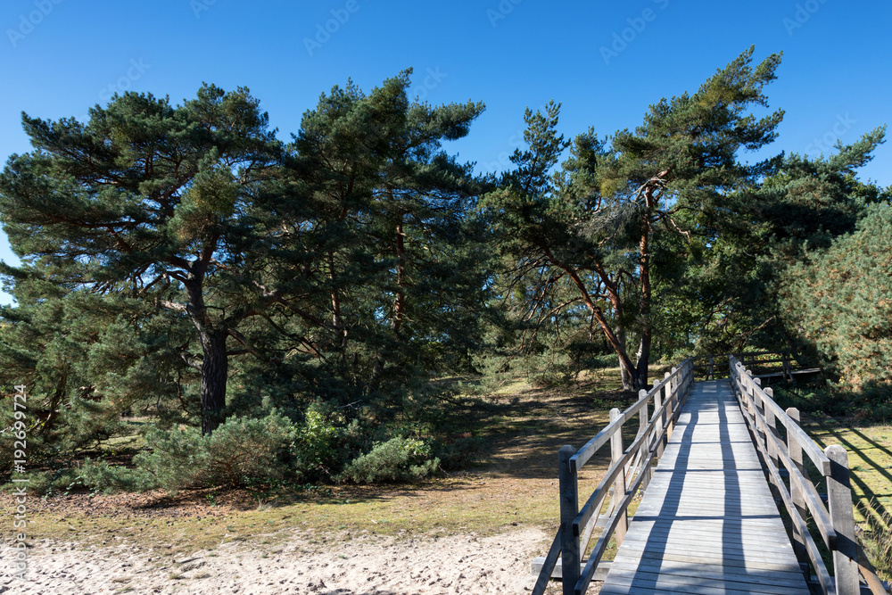 Panorama of the Schwanheimer dune landscape Panorama of the Schwanheimer dune landscape