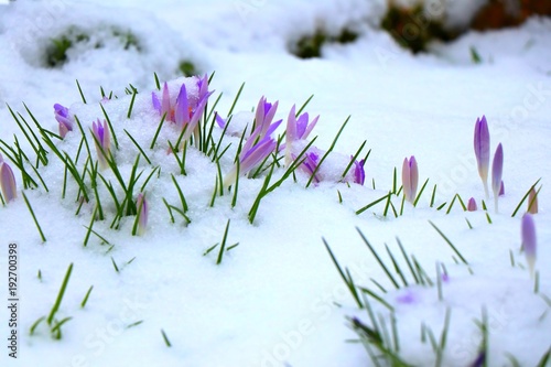 Pale purple crocus flowers under snow blanket. February in Germany. photo