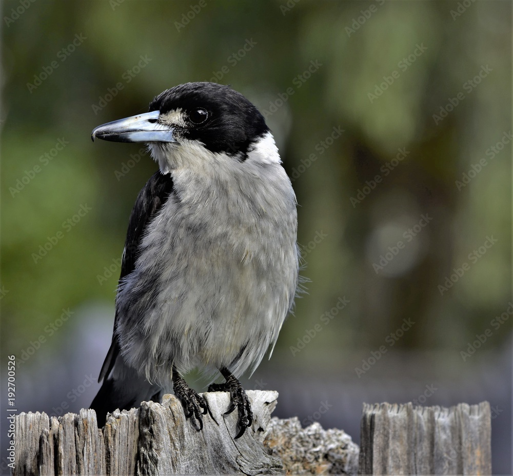 Fototapeta premium Butcher bird sitting on the wooden fence